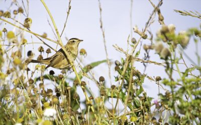 Een waterrietzanger bij het WeidevogelHuijs!