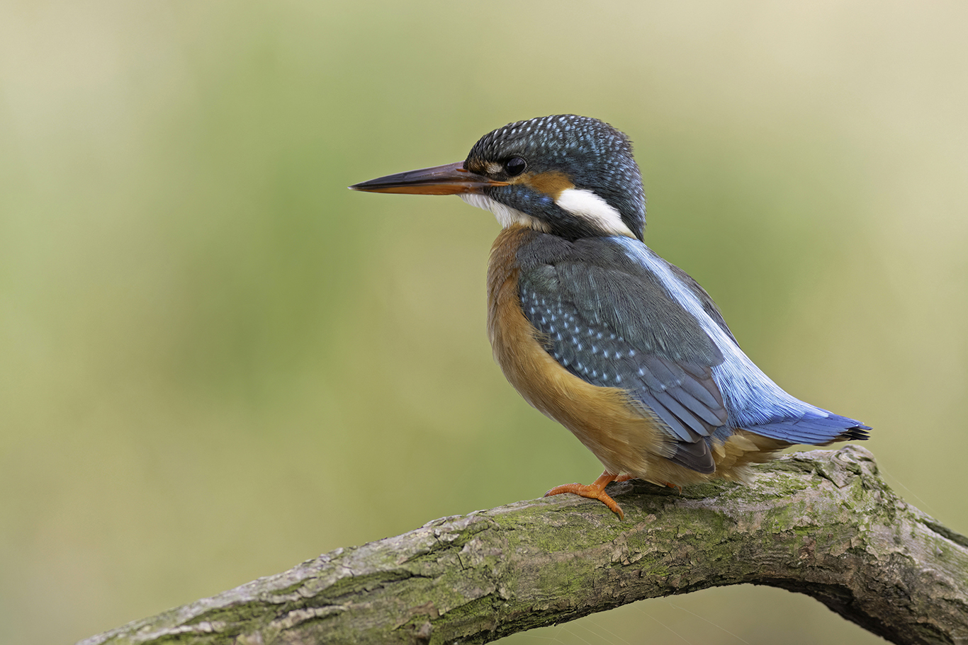 IJsvogel