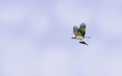 Grote diversiteit bij het WeidevogelHuijs