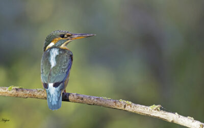 IJsvogels laten zich goed zien bij hut Jacob’s Wiel!