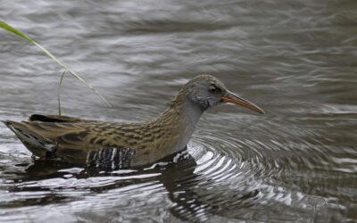 De geheimzinnige waterral bij het Jacob’s Wiel!